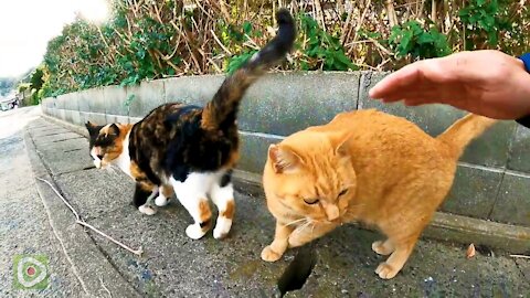 A stray cat walked from the other side, so when I was nadenade, the cat happily rubbed against me.