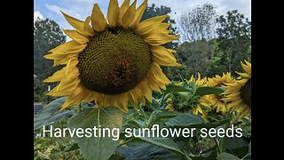 How we harvest sunflower seeds!