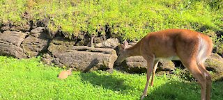 Curious mama deer checks out little bunny