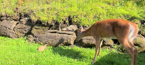 Curious mama deer checks out little bunny