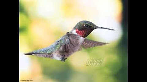 Live Bird Feeder from New Hampshire, featuring a sweet humming bird
