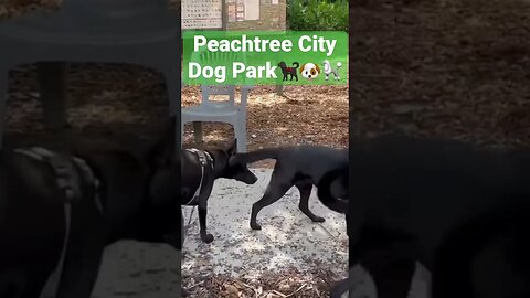 Dog park in Peachtree City🦴🐶 #peachtree city #dogpark #movingtopeachtreecity