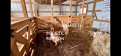 Marlin trying to get DELETED! | UPDATE: Babies, bars, & shirts! | Baby goat due dates!