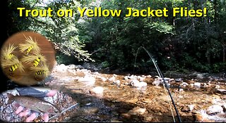Fly Fishing for Wild Trout with Yellow Jacket Flies