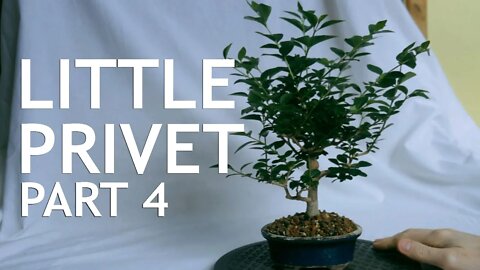 Little Privet Bonsai, from cutting, 4