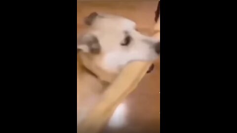 Dogs Funny Reaction #Funny #Fail #Dogs