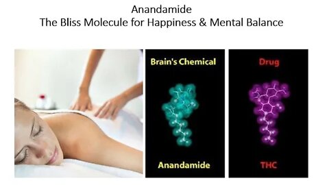 Anandamide - The Bliss Molecule