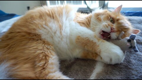 Orange Cat with his Favorite Mouse Toy