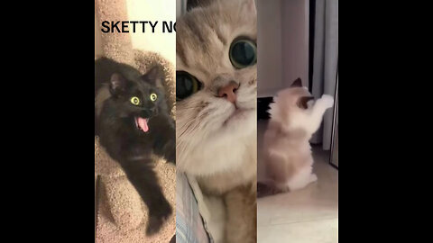 Cat TikToks that prove that cats all share one brain cell | Cat TikTok Compilation |