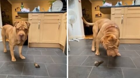 Thankful doggy does 'happy dance' before enjoying his treat