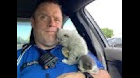 Police Officer Responds To Shoplifting Call & End Up Saving Some Very Snuggly Kittens