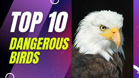 Top 10 Dangerous Birds | Beauty Meets Hazard