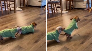 Dachshunds Puppies Play Tug-of-war With Their Sweaters