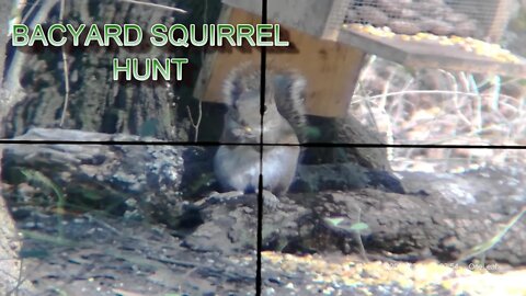 Blind guy squirrel hunting using scope cam on a Gamo Swarm Maxxim Gen 2 .177 caliber!
