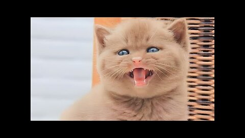 2 HOUR FUNNY CATS COMPILATION 2023😂 Cute and Funny Cat Videos to Keep You Smiling!