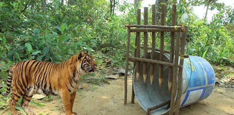 Tiger Trap Made Of Plastic Container And Wood - Traditional Tiger Trap Work 100%