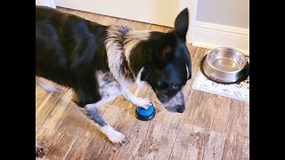 Dog asks for FOOD!