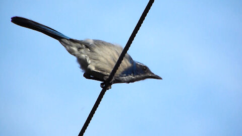 California Scrub Jay