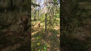 walking in the woods with doggo #dog #outdoors #doggo