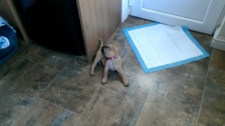 Cute Puppy Has Meltdown After Doorstop Encounter