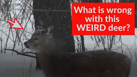 What is wrong with this weird deer?