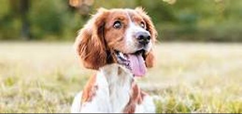 Puppy training at the shelter-the first things to teach a puppy