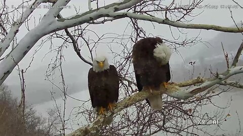 USS Bald Eagles - Vocalizations