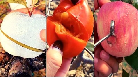 Farm Fresh Satisfying Fruit Look Yummy Ninja Fruit | TikTok China | Oddly Ninja Satisfying