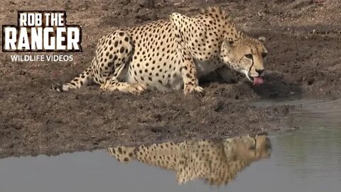 Cheetah Surprised By A Buffalo Herd Whilst Drinking
