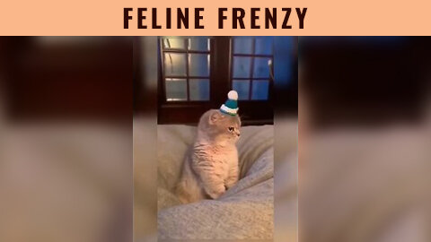 Feline Frenzy: The Cutest and Funniest Cat Compilation