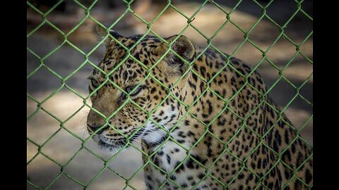 Leopard in the zoo