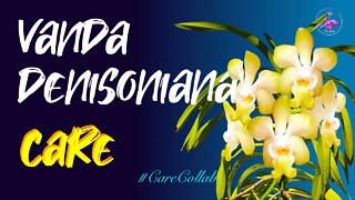 Vanda denisoniana CARE | Unfavorable Mediterranean Climate #CareCollab