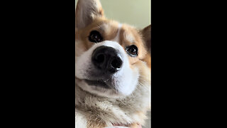 corgi shocked by the news that is shown on tv 🤨