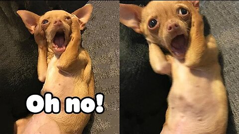 Oh No! Tik Tok - Funny Pets Reaction - Dog And Cat Compilation