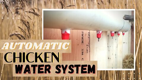 AUTOMATIC Chicken Water PVC pipe | Chicken Water DIY