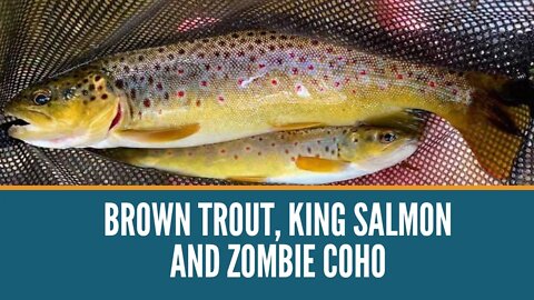 Brown Trout, King Salmon and Zombie Coho Michigan River Fishing