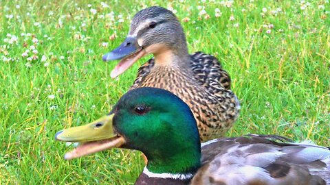 Mallard Duck Couple Running Around Quacking