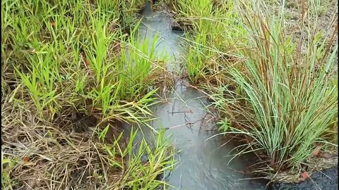 Water running in the stream on our property 29th December 2021