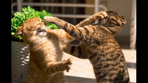 "The Feline Fracas: Unraveling the Intricacies of Cat Quarrels"