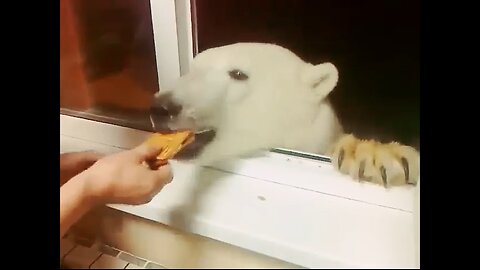 Bear with a Request Hungry Polar Paw-ses!