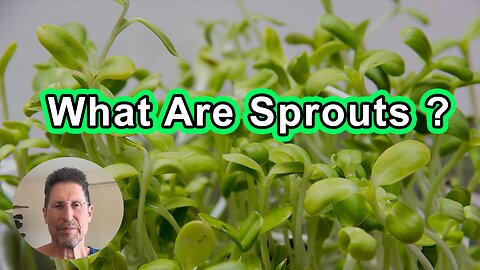 What Are Sprouts And Why You Should Care?