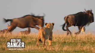 Lion Pride Investigate Migrating Herds | Maasai Mara Safari | Zebra Plains