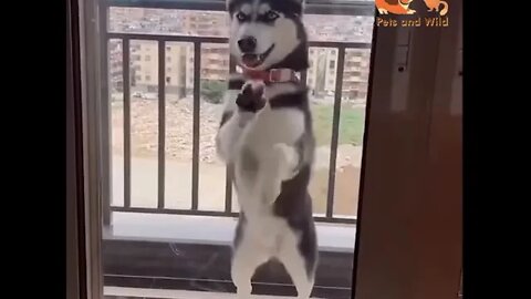 Dancing dogs, most funny viral dogs video compilation #135 pets and wild #dogs