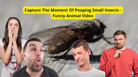 Capture The Moment Of Pooping Small Insects - Funny Animal Video
