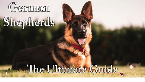 The Ultimate Guide to German Shepherds