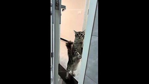 Try Not To Laugh 🤣 New Funny Cats Video 😹Part 16