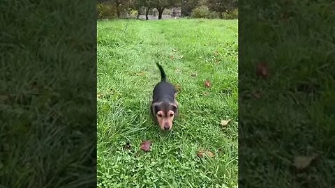 Dogs playing in garden #petvideos #pet