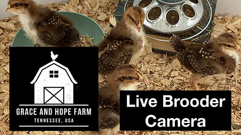Live Chicken Brooder Camera | Grace and Hope Farm