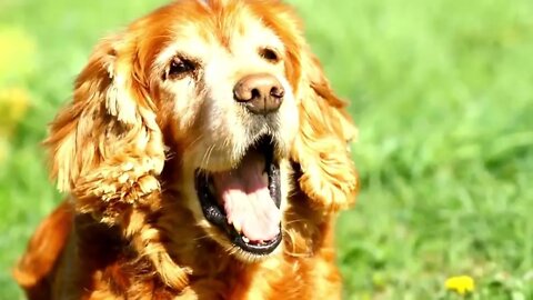 Amazing fact about Cocker Spaniel you want to know | Funny cute pets lovers #dog #doglover #dogs