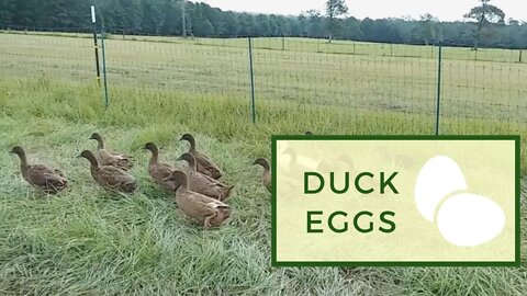 Pastured Duck Eggs Compared to Chicken Eggs